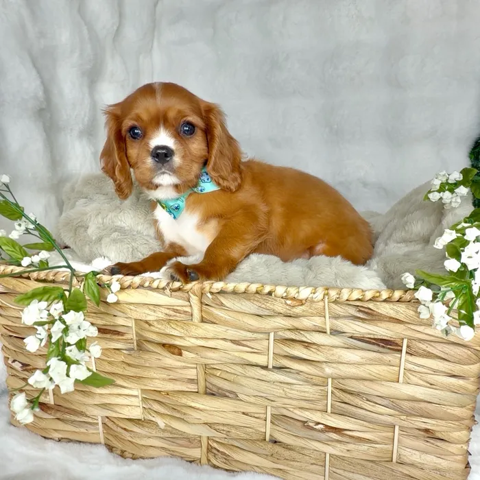 Male Cavalier King Charles Spaniel puppy named Daves for sale at Puppy Dreams - Denton.
