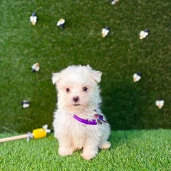 car_main_img_/media/ap_media/pets/NZGRIYWQIZOH123727.webp.250x250_q85.webp