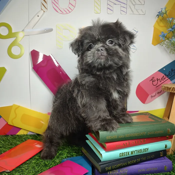 Female Shih Tzu puppy named *Mrs. Reid* for sale at Puppy Dreams - Mansfield.