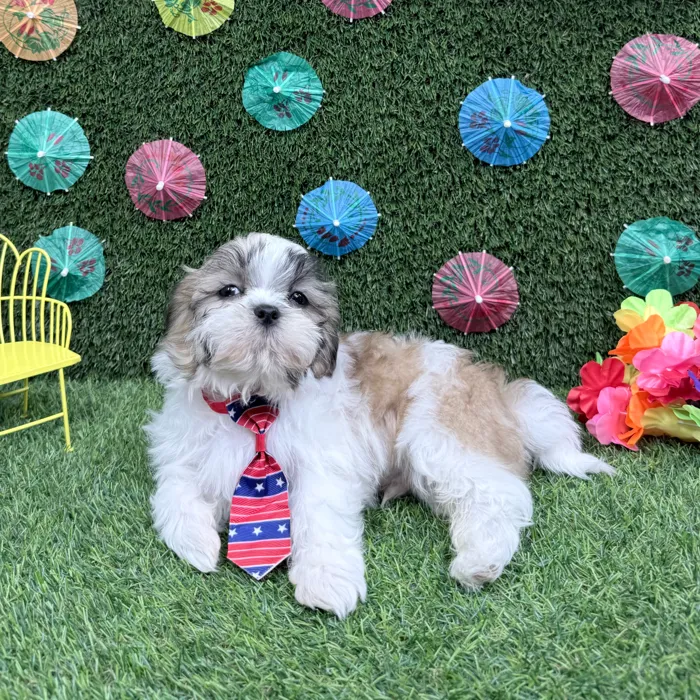 Male Teddy Bear puppy named Duke for sale at Puppy Dreams - Carrollton.