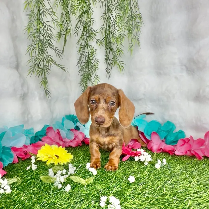 Male Dachshund puppy named Corndog for sale at Puppy Dreams - Denton.