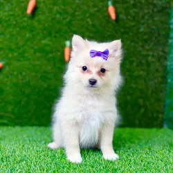 car_main_img_/media/ap_media/pets/OBKFBTPLFOYK118357.webp.250x250_q85.webp