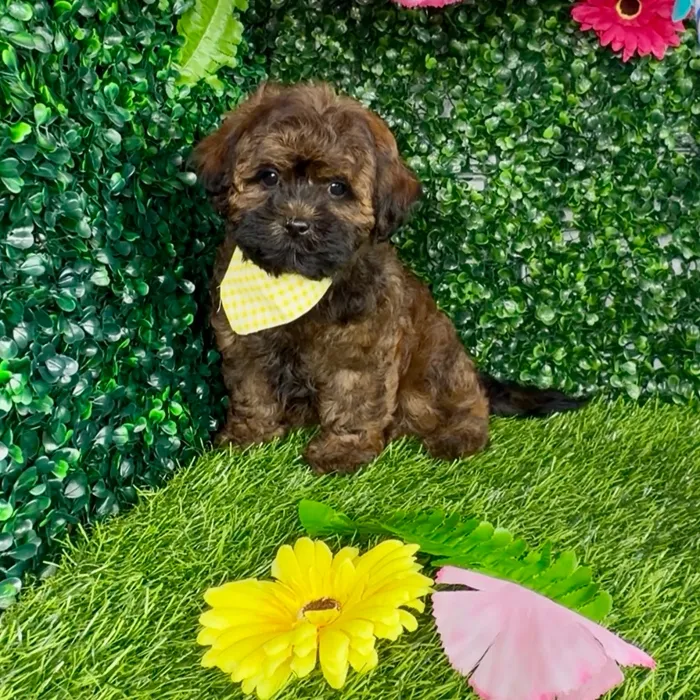 Female Shipoo puppy named Amelia for sale at Puppy Dreams - Denton.