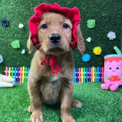 Female Golden Retriever puppy named Juno for sale at Puppy Dreams - Carrollton.