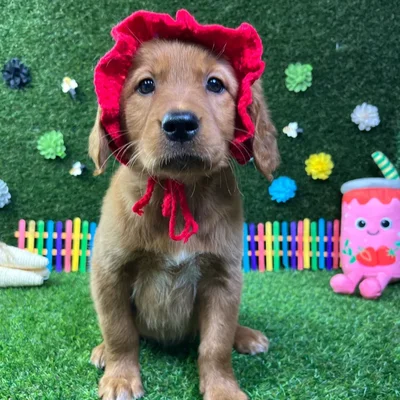 Female Golden Retriever puppy named Juno for sale at Puppy Dreams - Carrollton.
