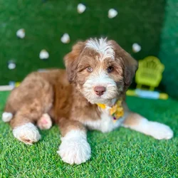 car_main_img_/media/ap_media/pets/OCOUBWRCIAHA123717.webp.250x250_q85.webp