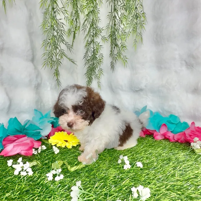 Male Shipoo puppy named Texas for sale at Puppy Dreams - Denton.