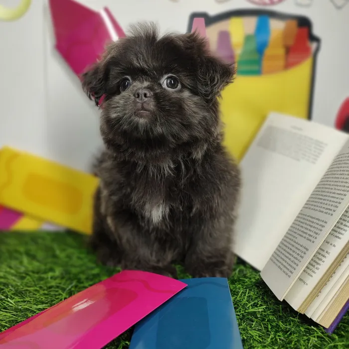 Female Shih Tzu puppy named *Mrs. Reid* for sale at Puppy Dreams - Mansfield.