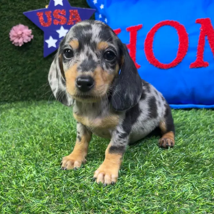 Male Dachshund puppy named Ron for sale at Puppy Dreams - Carrollton.