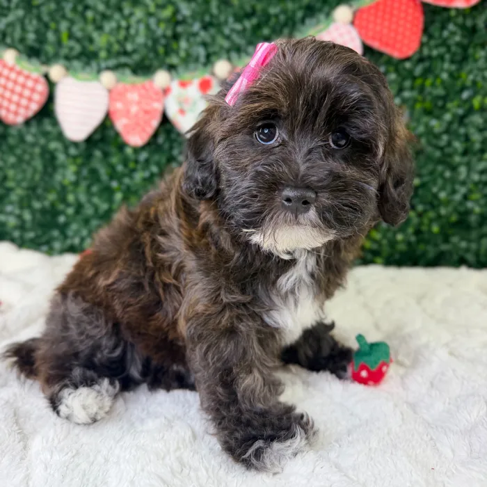 Female Lhasa-Poo puppy named Paris for sale at Puppy Dreams - Garland.