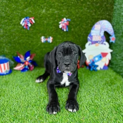 car_main_img_/media/ap_media/pets/OGLUGGGNNYMB129749.webp.250x250_q85.webp