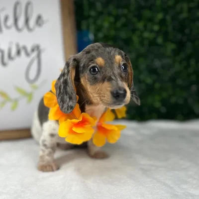Female Dachshund puppy named Lily for sale at Puppy Dreams - Mansfield.