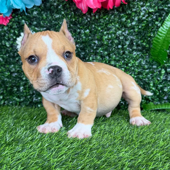 Male American Bully puppy named Haaland for sale at Puppy Dreams - Denton.