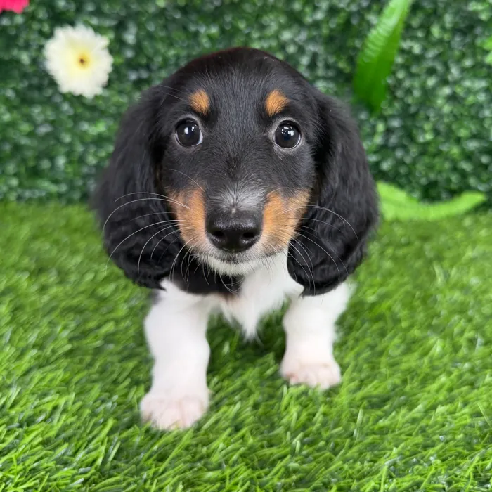 Male Dachshund puppy named Cordell for sale at Puppy Dreams - Denton.