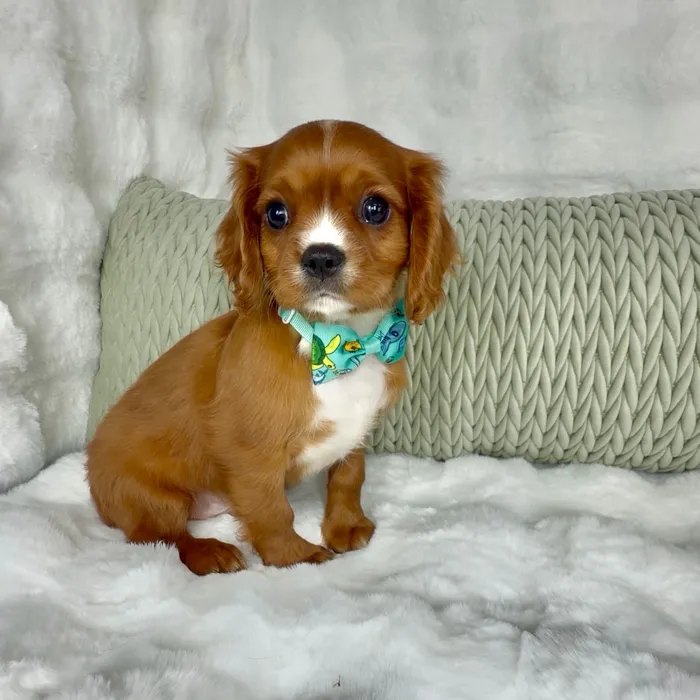Male Cavalier King Charles Spaniel puppy named Daves for sale at Puppy Dreams - Denton.