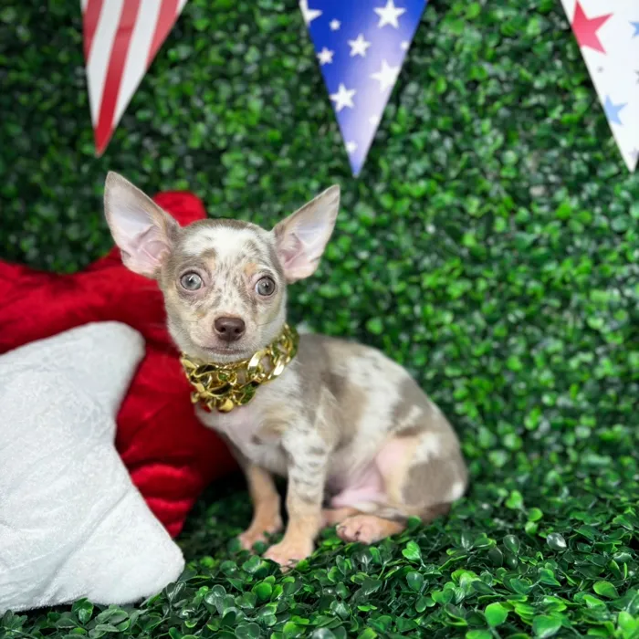 Male Chihuahua puppy named Polo for sale at Puppy Dreams - North Richland Hills.