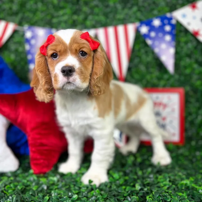 Female Cockalier puppy named Sugar for sale at Puppy Dreams - North Richland Hills.