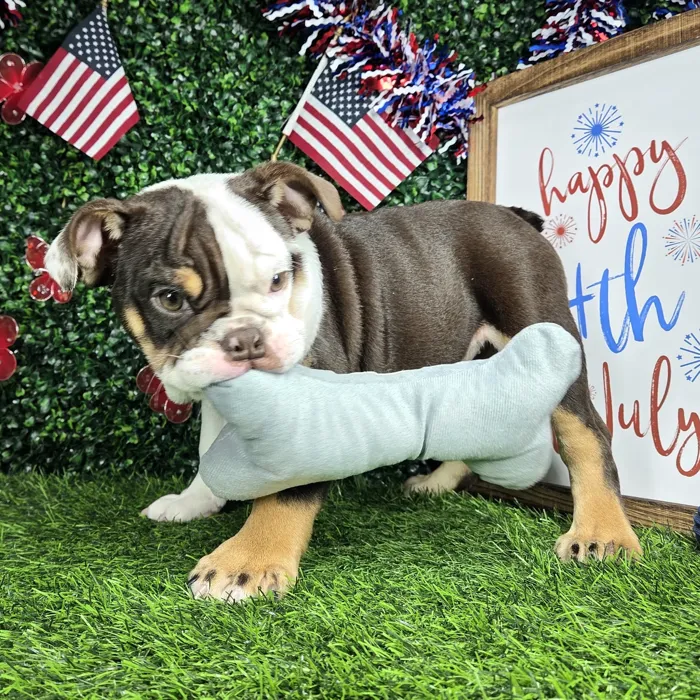 Female English Bulldog puppy named *Beef Willington* for sale at Puppy Dreams - Mansfield.