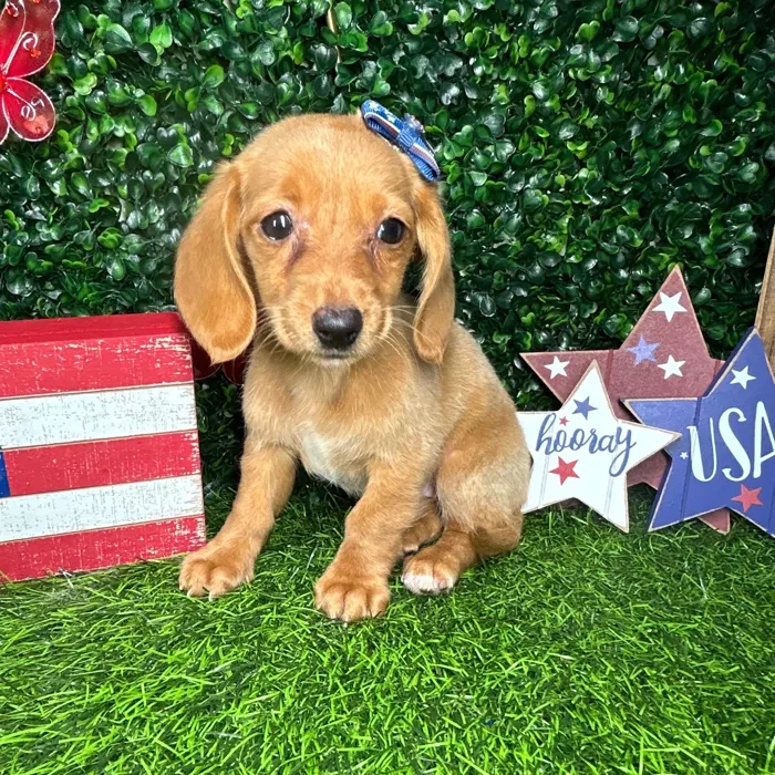 Female Dachshund puppy named *Firework* for sale at Puppy Dreams - Mansfield.
