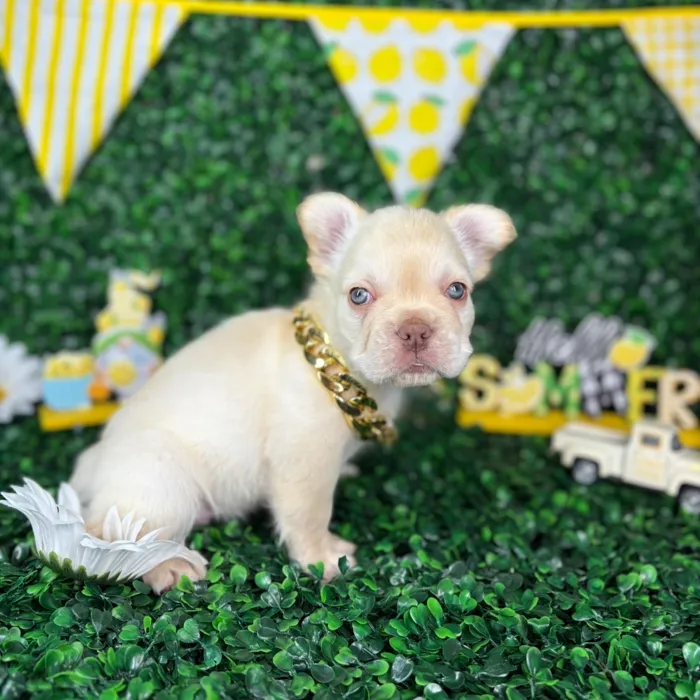 Male Fluffy French Bulldog puppy named Leo for sale at Puppy Dreams - North Richland Hills.