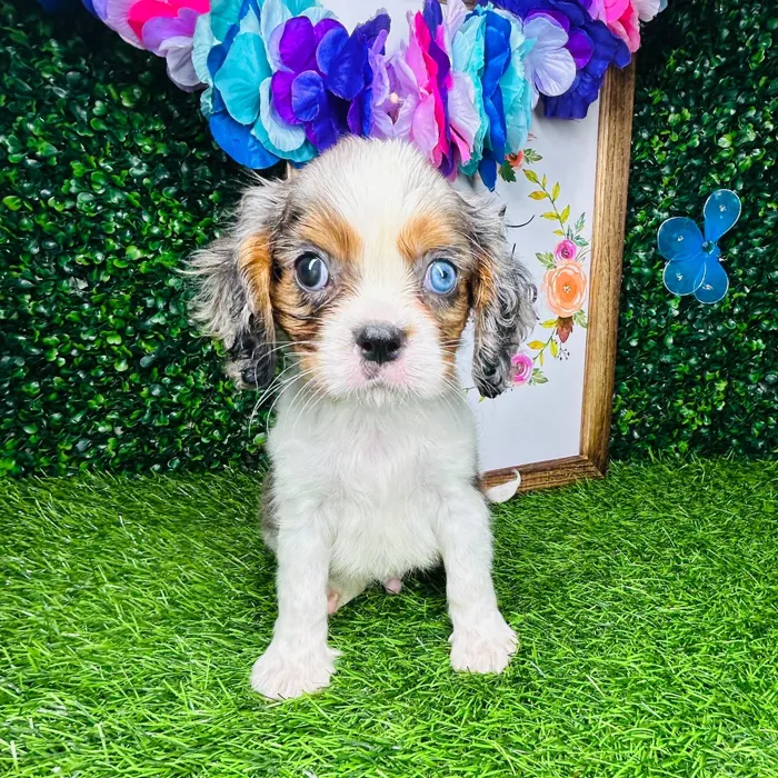 Male Cavalier King Charles Spaniel puppy named *Maui* for sale at Puppy Dreams - Mansfield.