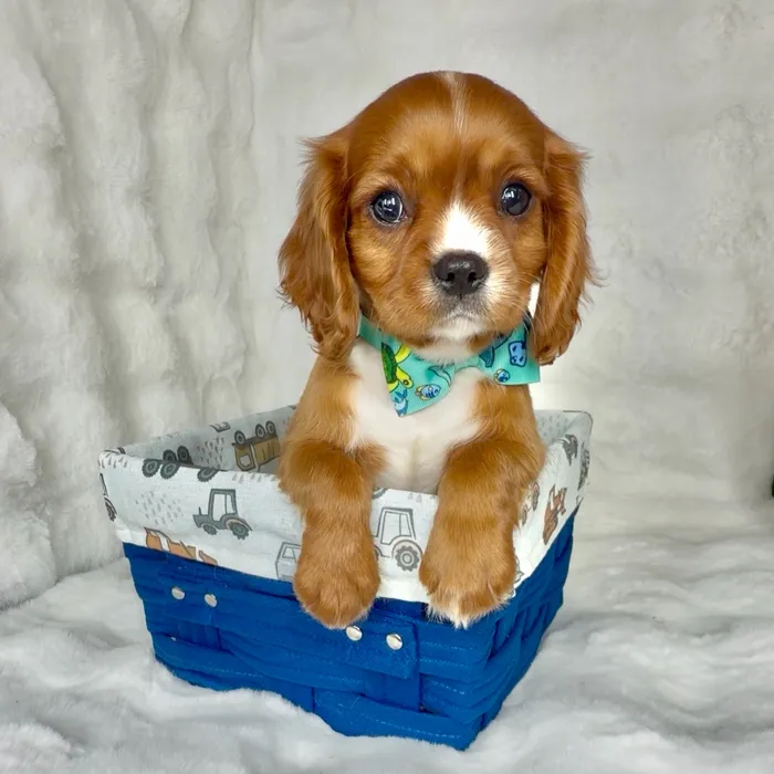 Male Cavalier King Charles Spaniel puppy named Daves for sale at Puppy Dreams - Denton.