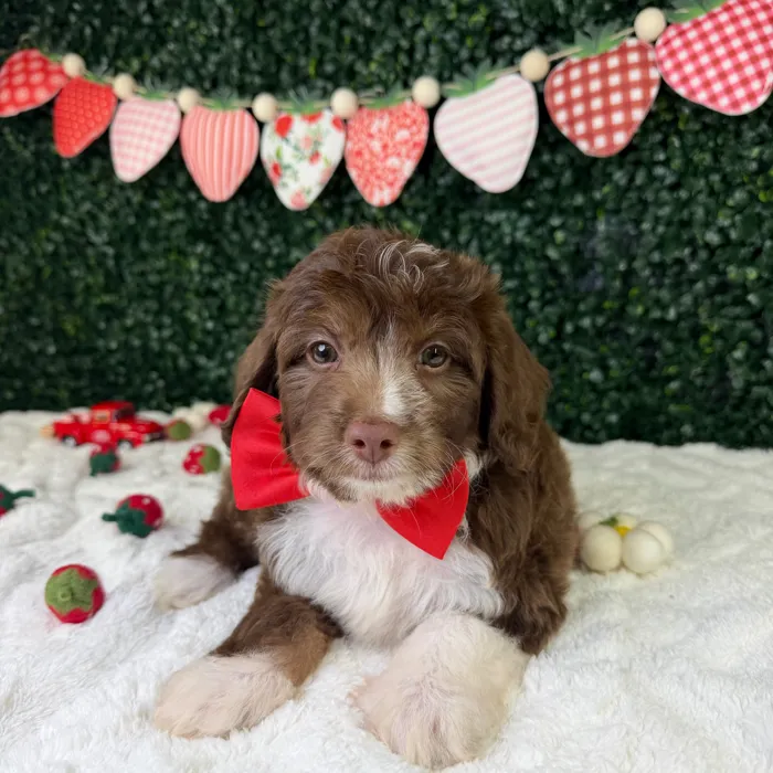 Male Mini Aussie Poo puppy named Rex for sale at Puppy Dreams - Garland.