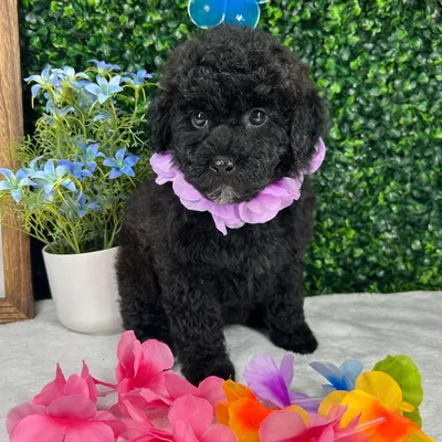Female Poodle Toy puppy named Bella Trix for sale at Puppy Dreams - Mansfield.
