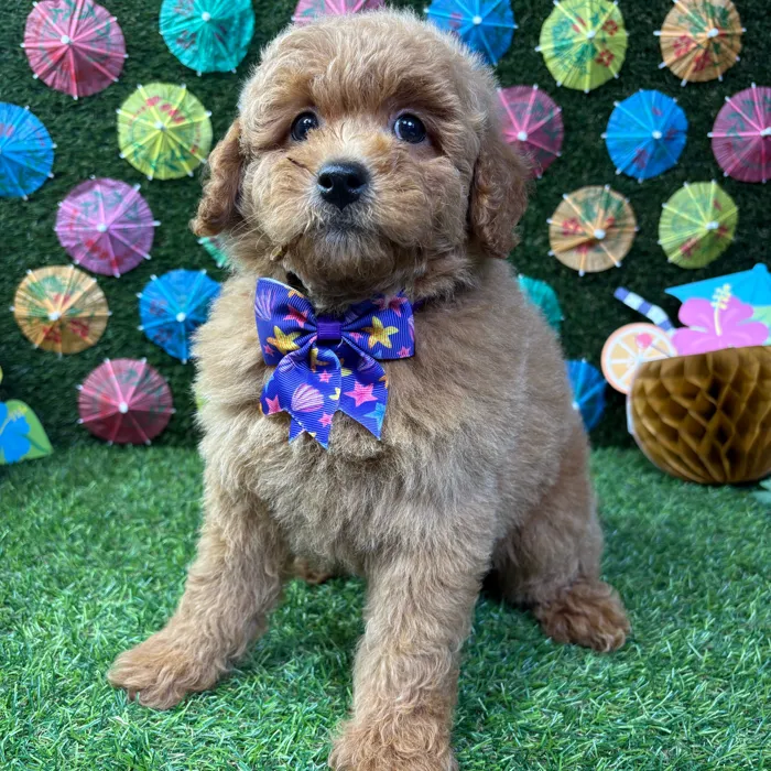 Male Mini Goldendoodle puppy named Teddy for sale at Puppy Dreams - Carrollton.