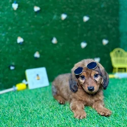 car_main_img_/media/ap_media/pets/OLVTWGHRHZGX122615.webp.250x250_q85.webp