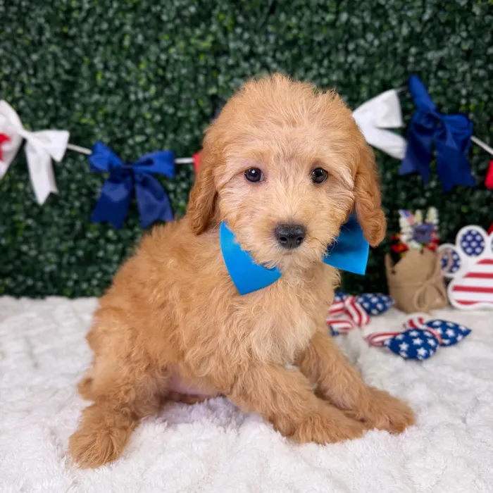 Male Mini Poodle puppy named Baxter for sale at Puppy Dreams - Garland.