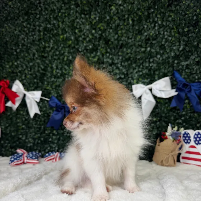 Female Pomeranian puppy named Lizzy for sale at Puppy Dreams - Garland.
