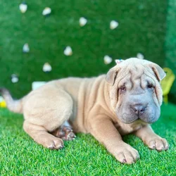 car_main_img_/media/ap_media/pets/ONCFBSAPBIKS126235.webp.250x250_q85.webp