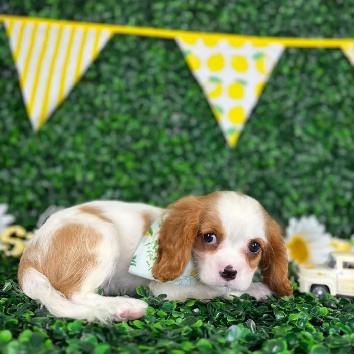 Male Cavalier King Charles Spaniel puppy named Ollie for sale at Puppy Dreams - North Richland Hills.