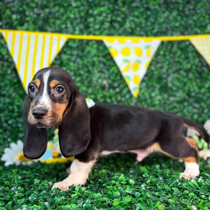 Male Basset Hound puppy named Hopper for sale at Puppy Dreams - North Richland Hills.