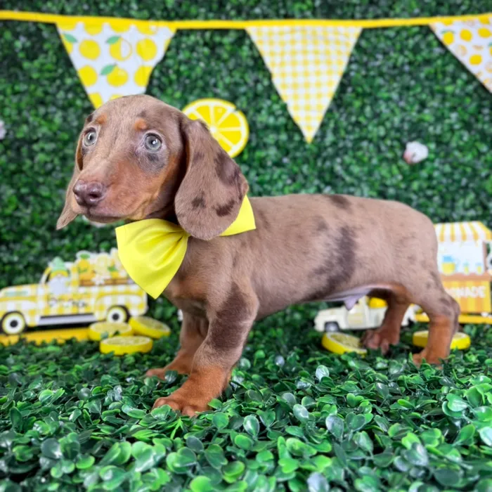 Male Dachshund puppy named Choco for sale at Puppy Dreams - North Richland Hills.