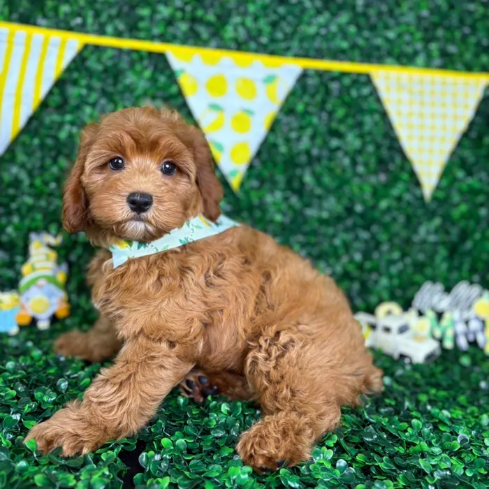 Male Cockapoo puppy named Sammy for sale at Puppy Dreams - North Richland Hills.