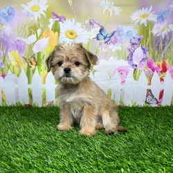 car_main_img_/media/ap_media/pets/OPCPIEIXRNMK135544.webp.250x250_q85.webp