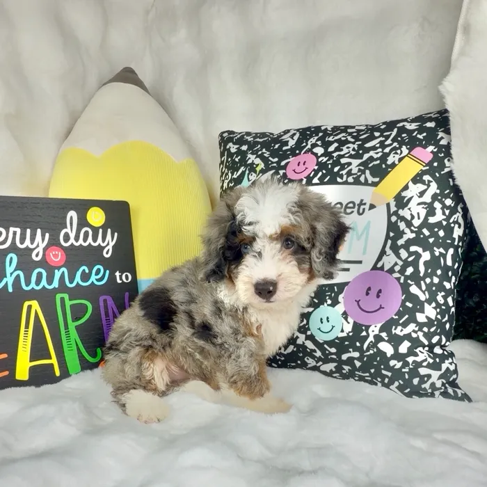 Female Bernedoodle puppy named Almond Joy for sale at Puppy Dreams - Denton.