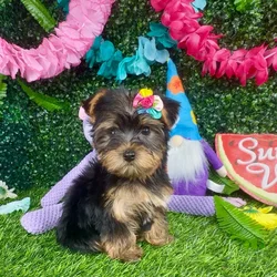 Female Yorkie puppy named Panda for sale at Puppy Dreams - Denton.