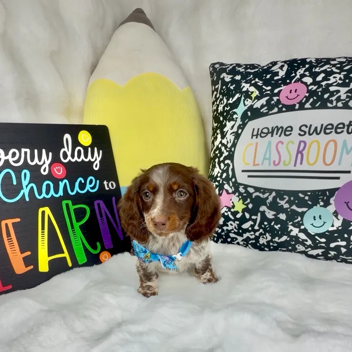 Male Dachshund puppy named Twisler for sale at Puppy Dreams - Denton.
