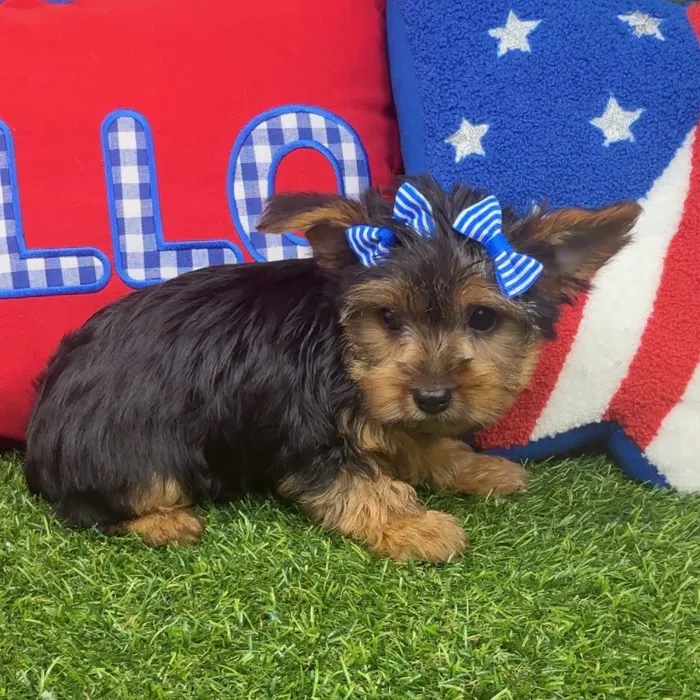 Female Yorkie puppy named Sweet Pea for sale at Puppy Dreams - Arlington.