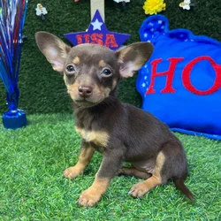 Female Chihuahua puppy named Jessie for sale at Puppy Dreams - Carrollton.
