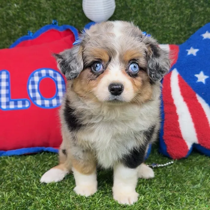 Female Mini Aussie puppy named Dori for sale at Puppy Dreams - Arlington.