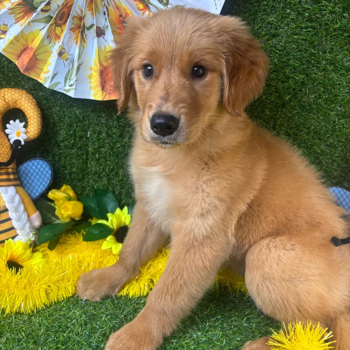 Female Golden Retriever puppy named Bailey for sale at Puppy Dreams - Arlington.