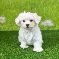 car_main_img_/media/ap_media/pets/OSHYWLJKSZJB127745.webp.250x250_q85.webp