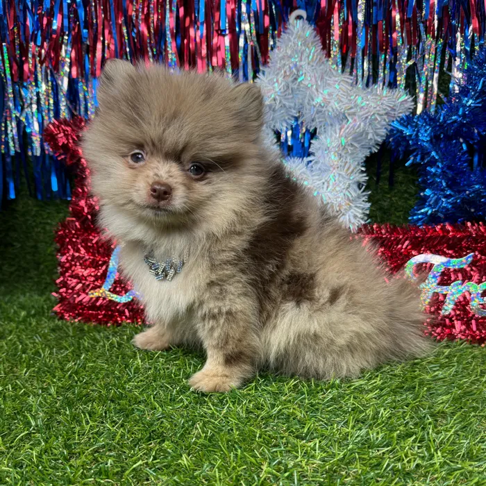Male Pomeranian puppy named Cashew for sale at Puppy Dreams - Arlington.