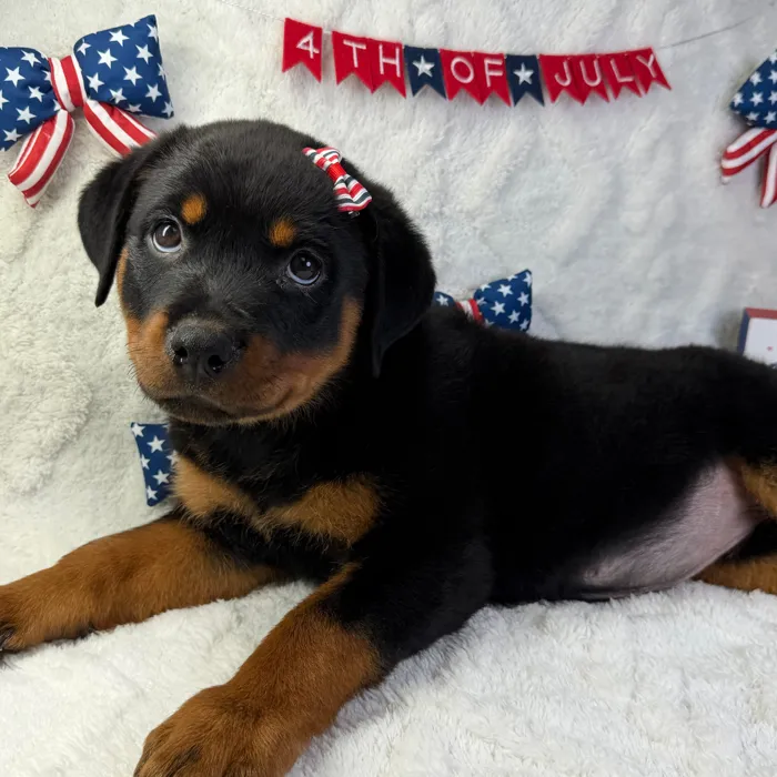 Female Rottweiler puppy named Lily for sale at Puppy Dreams - Garland.