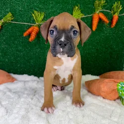 Male Boxer puppy named Buster for sale at Puppy Dreams - Garland.