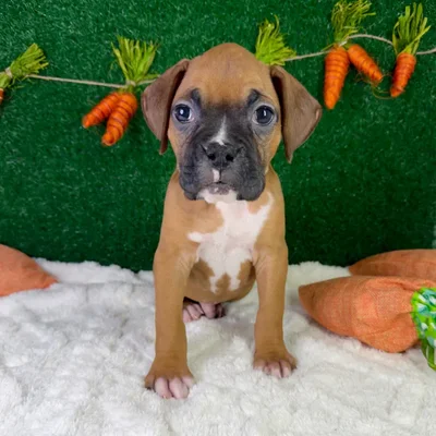 Male Boxer puppy named Buster for sale at Puppy Dreams - Garland.